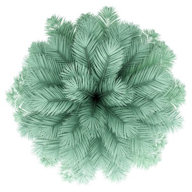 gümüş hurma ağacı beyaz arka plan üzerinde izole. üst görünüm