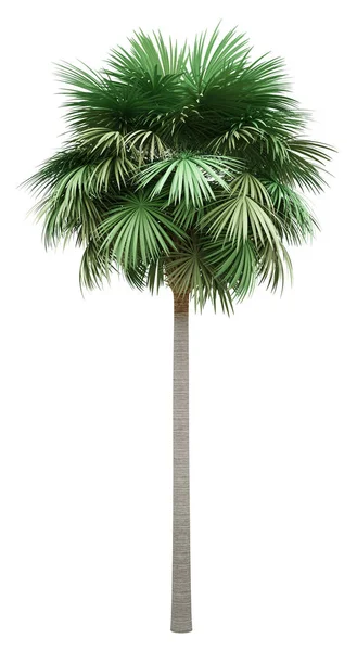 Sabal Palm Tree απομονωθεί σε λευκό φόντο — Φωτογραφία Αρχείου