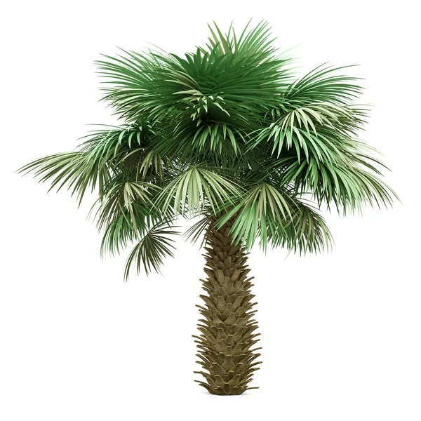 Sabal palmier isolé sur fond blanc — Photo