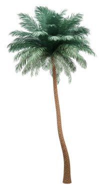 silver date palm tree isolated on white background clipart