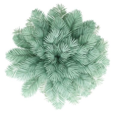 gümüş hurma ağacı beyaz arka plan üzerinde izole. üst görünüm