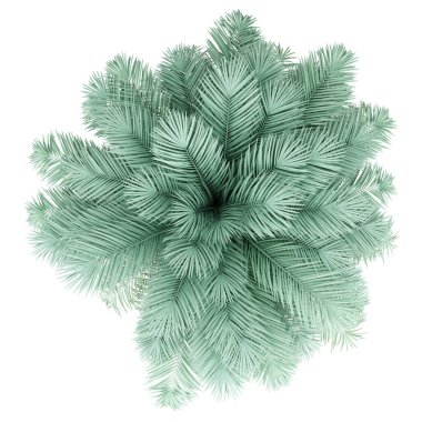 gümüş hurma ağacı beyaz arka plan üzerinde izole. üst görünüm