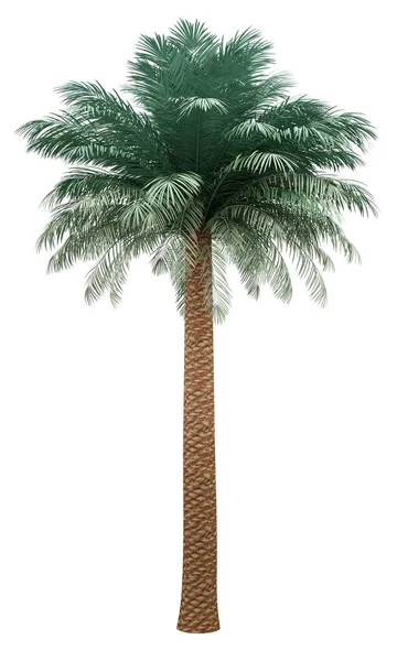 Zilveren datum palmboom geïsoleerd op witte achtergrond — Stockfoto