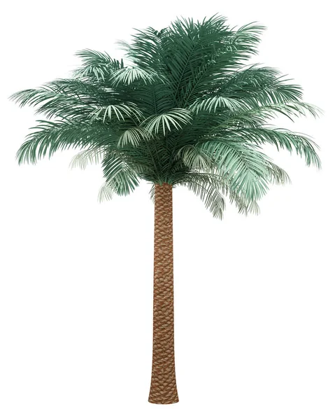 Zilveren datum palmboom geïsoleerd op witte achtergrond — Stockfoto