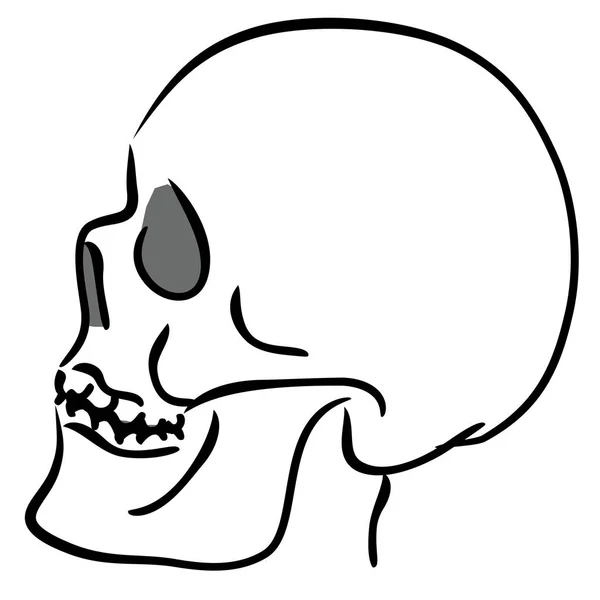 Vector Sketch Human Skull Profil — Stock Vector