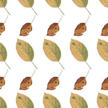 renk yapraklarının dikişsiz desen
