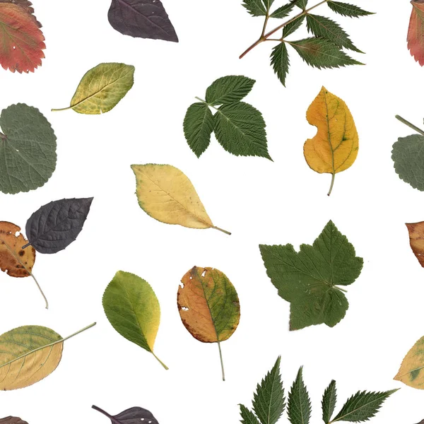 Sömlösa mönster av färg blad — Stockfoto