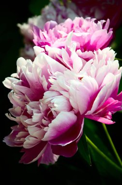 parlak pembe ve beyaz şakayık çiçeği.