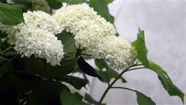 Flores Hortensia Blanca Con Hojas Balanceándose Viento — Vídeos de Stock