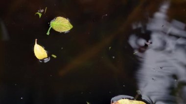 Sarı yapraklar karanlığa düşer durgun su