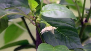 Bir damla su yavaşça yaprağın kenarına akar. Yakın çekim..