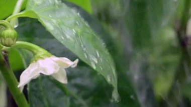 Bir damla su yavaşça yaprağın kenarına akar. Yakın çekim..