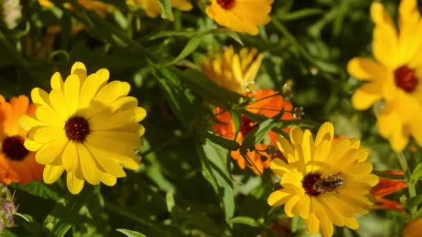 庭の薬用植物カレンデュラの花や花から花へ飛ぶ昆虫 — ストック動画