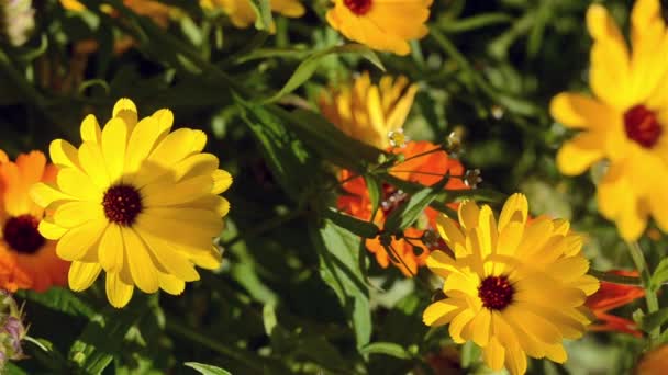 Blommor Medicinalväxt Ringblomma Trädgården Och Insekter Som Flyger Från Blomma — Stockvideo