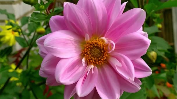 Årliga Dahlia Blomma Skott Närbild Solig Dag — Stockvideo