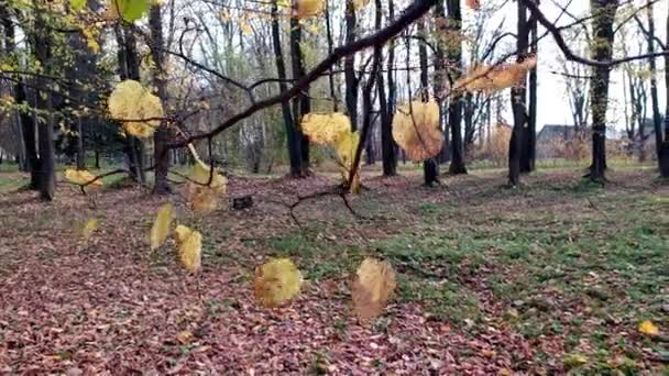 前景色呈黄叶的石灰枝干在大风中摇曳 在秋天的公园里 — 图库视频影像