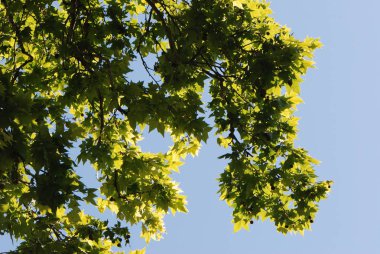 Park mavi gökyüzü karşı düşük açılı görünüş ağacının yaprakları