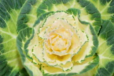 güzel beyaz ve yeşil lahana yakın çekim