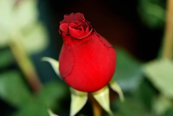 Close Beautiful Blossoming Red Rose — Stock Photo, Image