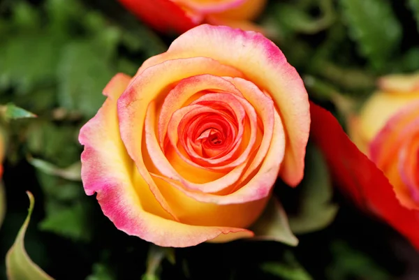 Primo Piano Bella Fioritura Rosa Arancione — Foto Stock