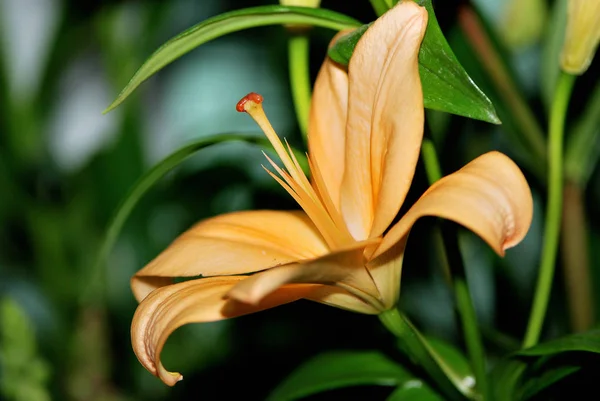 Primer Plano Hermosa Flor Flor — Foto de Stock