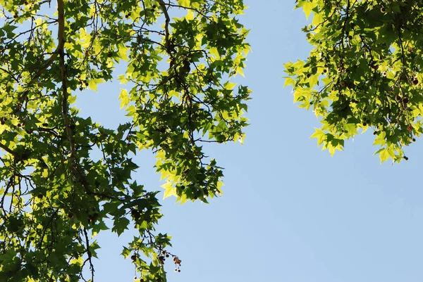 Niedriger Blickwinkel Auf Baumblätter Vor Blauem Himmel — Stockfoto