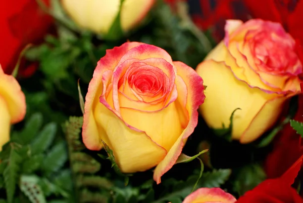 Close Beautiful Blossoming Orange Roses — Stock Photo, Image