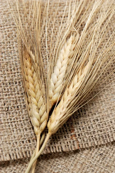 Close Wheat Ears Burlap Cloth — Stock Photo, Image