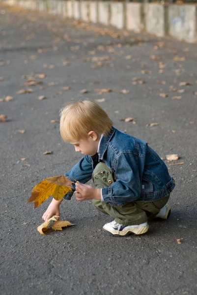 Cute Little Boy Picking Yellow Autumn Leaves Walking Park — Stock Photo, Image