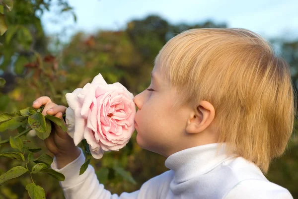 Outdoor Portret Van Schattige Kleine Jongen Ruikende Tuin Rose — Stockfoto