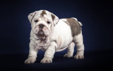 Koyu arka plan üzerinde İngilizce Bulldog köpek yavrusu