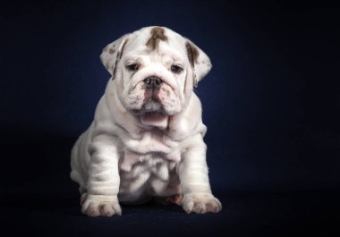 Koyu arka plan üzerinde İngilizce Bulldog köpek yavrusu