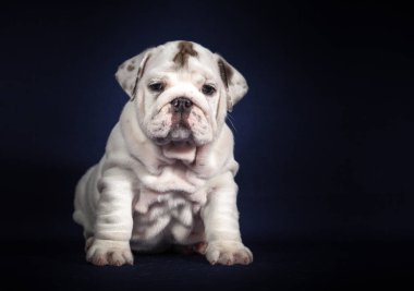 Koyu arka plan üzerinde İngilizce Bulldog köpek yavrusu