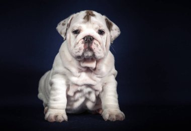 Koyu arka plan üzerinde İngilizce Bulldog köpek yavrusu