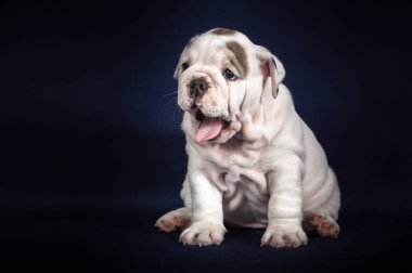Koyu arka plan üzerinde İngilizce Bulldog köpek yavrusu