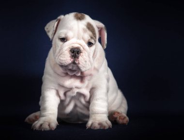 Koyu arka plan üzerinde İngilizce Bulldog köpek yavrusu