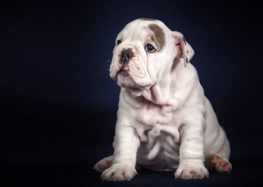 Koyu arka plan üzerinde İngilizce Bulldog köpek yavrusu