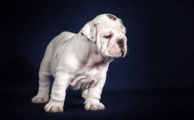 Koyu arka plan üzerinde İngilizce Bulldog köpek yavrusu
