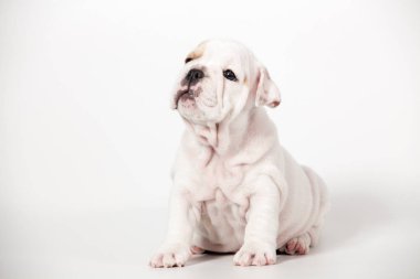 Beyaz arka plan üzerinde İngilizce bulldog köpek yavrusu