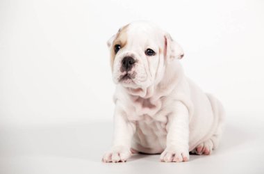 Beyaz arka plan üzerinde İngilizce bulldog köpek yavrusu