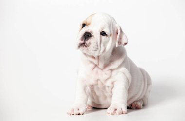 Beyaz arka plan üzerinde İngilizce bulldog köpek yavrusu