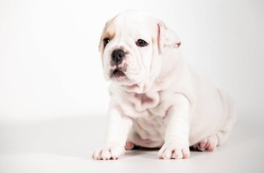 Beyaz arka plan üzerinde İngilizce bulldog köpek yavrusu