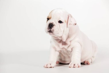 Beyaz arka plan üzerinde İngilizce bulldog köpek yavrusu