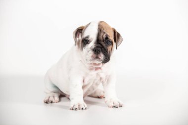 Beyaz arka plan üzerinde İngilizce bulldog köpek yavrusu