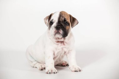 Beyaz arka plan üzerinde İngilizce bulldog köpek yavrusu