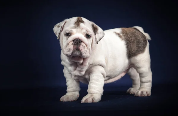 黑暗背景的英国斗牛犬小狗 — 图库照片