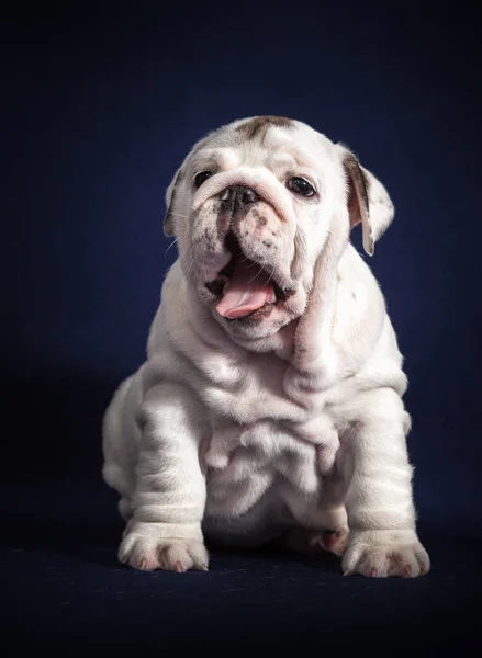 Koyu Arka Plan Üzerinde Ngilizce Bulldog Köpek Yavrusu — Stok fotoğraf