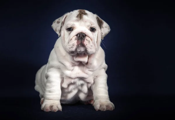 Español Bulldog Cachorro Sobre Fondo Oscuro —  Fotos de Stock