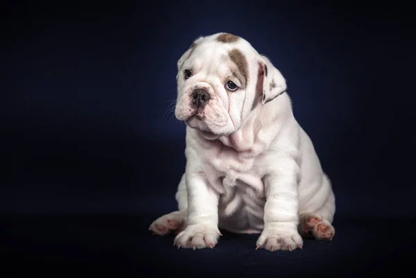 Español Bulldog Cachorro Sobre Fondo Oscuro —  Fotos de Stock