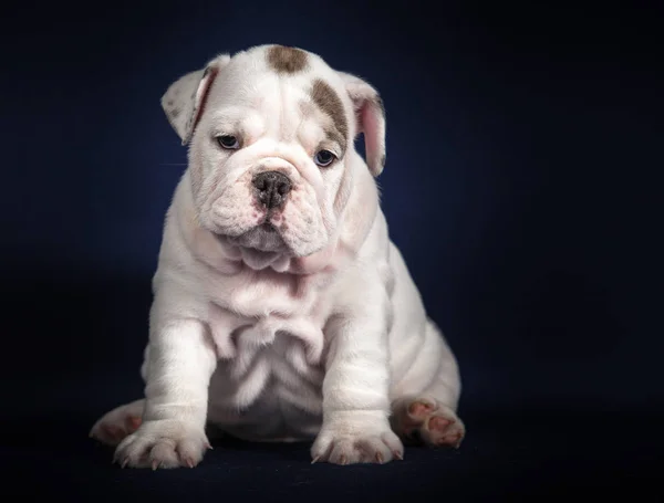 Español Bulldog Cachorro Sobre Fondo Oscuro —  Fotos de Stock